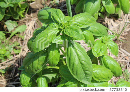 Basil field 87738840