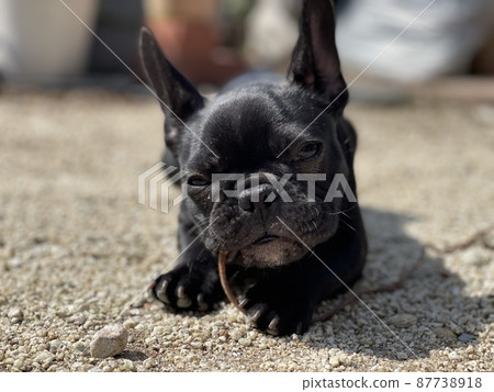 A dog just four months old 87738918