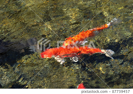 霧島山腳下丸池游水的錦鯉 87739457