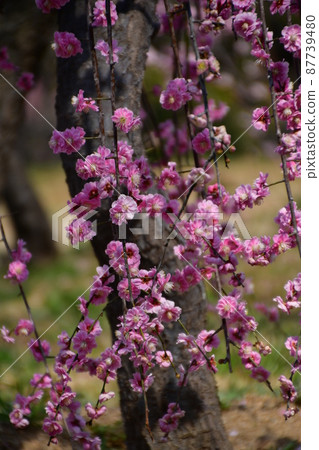 Plum blossom  87739480