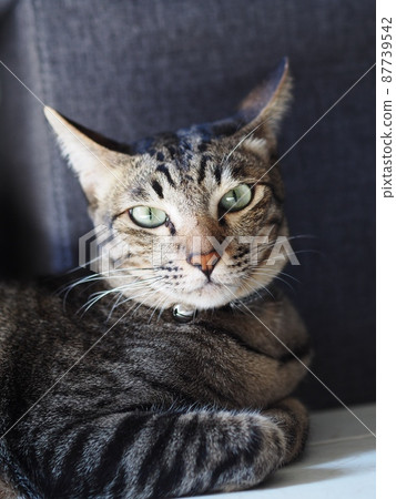 cute short hair young asian kitten grey and black stripes home cat relaxing lazy on a bed portrait shot selective focus blur home indoor background 87739542