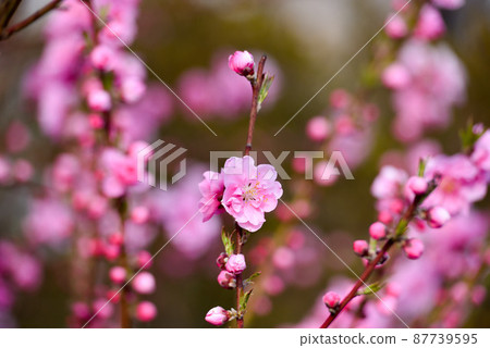 Peach blossoms Peach blossoms 87739595