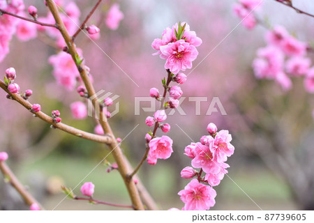  Peach blossoms 87739605