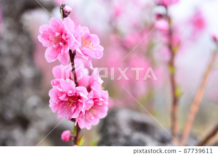 桃花 87739611