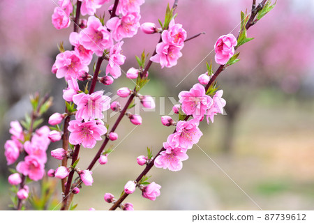 桃花 桃花 87739612