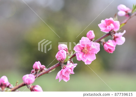 桃花 桃花 87739615