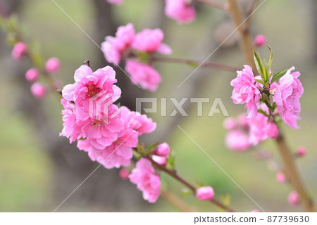  Peach blossoms 87739630
