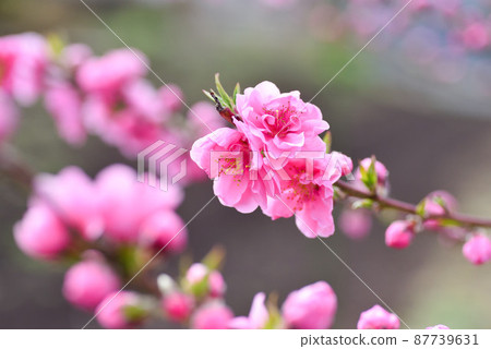  Peach blossoms 87739631