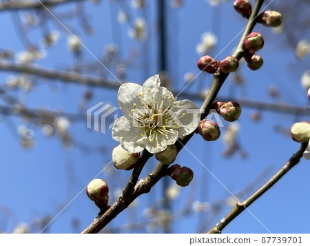Deep blue sky and plum blossoms 87739701