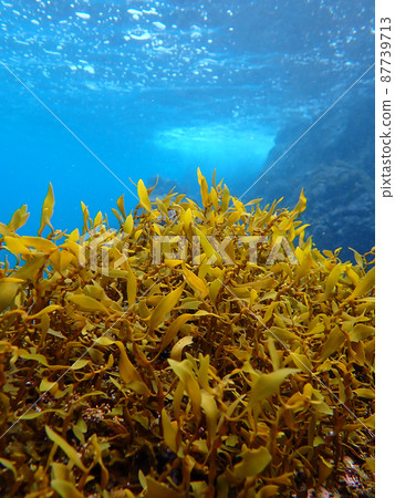 Seaweed and blue Seaweed and blue 87739713