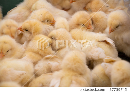 Flock of chicks ② Flock of chicks ② 87739745