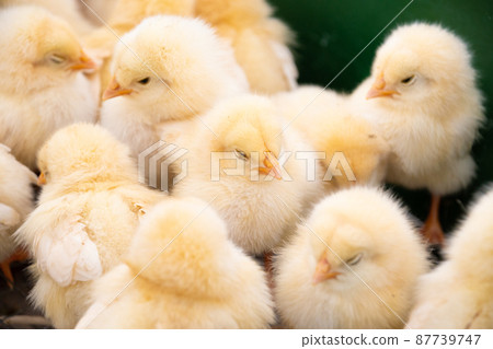 Flock of chicks ③ Flock of chicks ③ 87739747