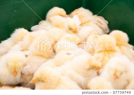 Flock of chicks ④ Flock of chicks ④ 87739749