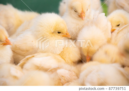 小雞群⑥ 87739751