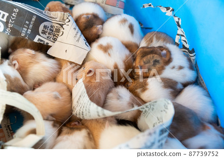 放牧動物 87739752