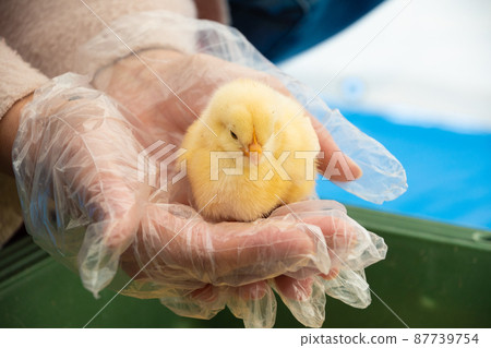 Contact with animals ③ Contact with animals ③ 87739754