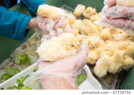 Contact with animals ⑤ Contact with animals ⑤ 87739756