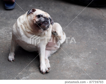 lovely white fat cute pug portraits relaxing on country home garden outdoor making funny face with blur background. lovely white fat cute pug portraits relaxing on country home garden outdoor making funny face with blur background. 87739783