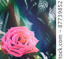 被棱鏡光照亮的綠葉和被雨滴染成深粉色的玫瑰花 87739852