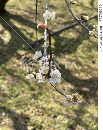 梅花開了 87739980