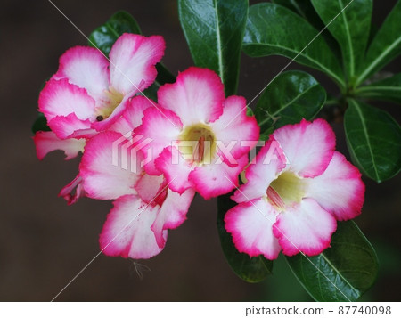 Desert Rose, Impala Lily, Mock Azalea, beauty white pink flowers on blur brown dried ground floor background Desert Rose, Impala Lily, Mock Azalea, beauty white pink flowers on blur brown dried ground floor background 87740098