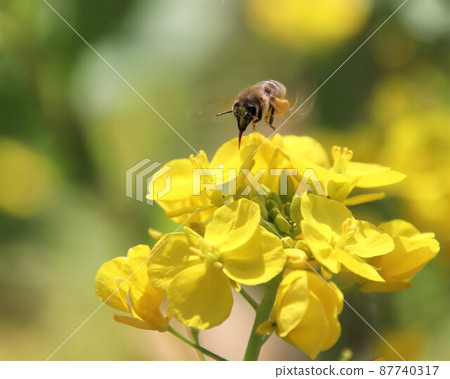Bees trying to stop on rape blossoms Bees trying to stop on rape blossoms 87740317