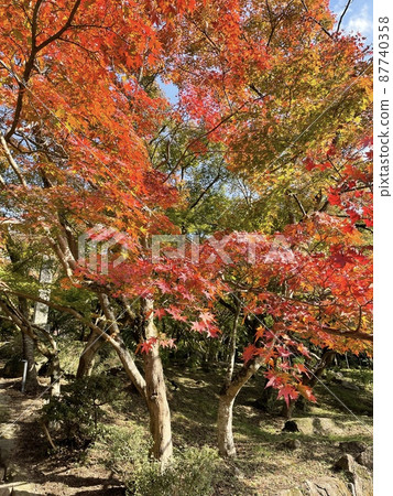 [Kimetsu no Yaiba] Autumn leaves at Kamado Shrine 87740358