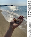 Okinawa! Seashells 87740362