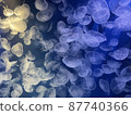 Jellyfish walk 87740366