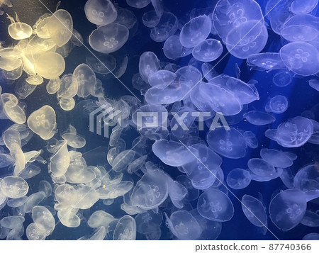 Jellyfish walk 87740366