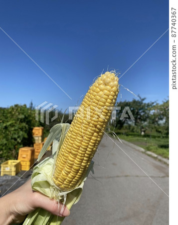 Corn summer vacation Corn summer vacation 87740367