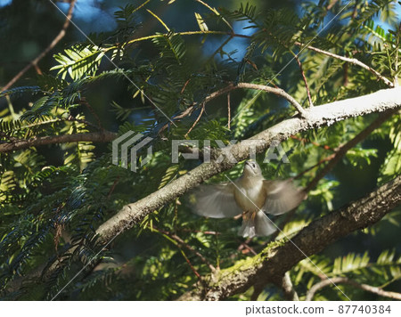 Goldcrest looking for food while hovering 87740384