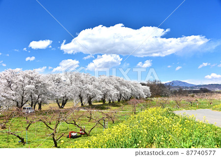 信州的春天 87740577