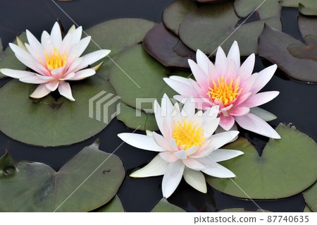 漂浮在三輪水中的花朵是色彩柔和的睡蓮。 漂浮在三輪水中的花朵是色彩柔和的睡蓮。 87740635