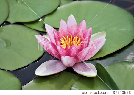 睡蓮花在美麗而有序的花朵中 睡蓮花在美麗而有序的花朵中 87740638