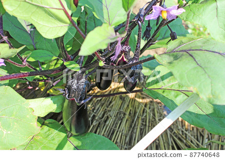 茄子 茄子 87740648