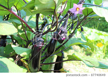 eggplant  87740649