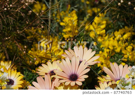 Mimosa in full bloom in bluebonnet 87740763