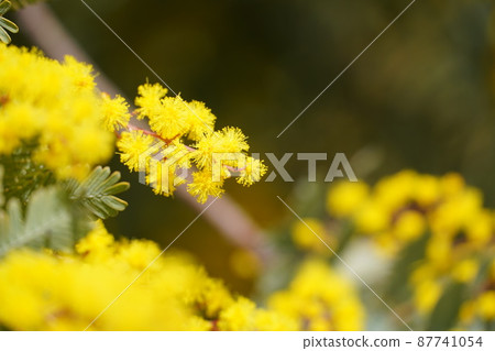 Mimosa in full bloom in bluebonnet Mimosa in full bloom in bluebonnet 87741054