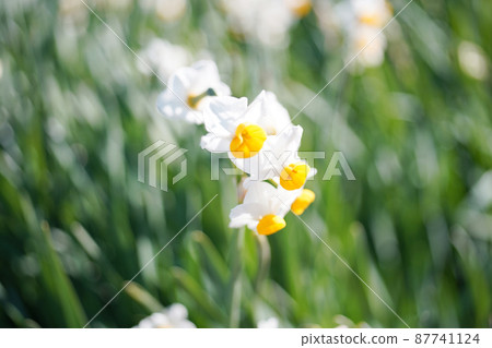 Narcissus in full bloom Chihayaakasakamura Narcissus Hill Old Lens Narcissus in full bloom Chihayaakasakamura Narcissus Hill Old Lens 87741124