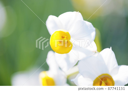 Narcissus in full bloom Chihayaakasakamura Narcissus Hill Old Lens 87741131