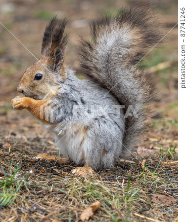Squirrel in autumn or spring with nut on the green grass with fallen yellow leaves 87741246