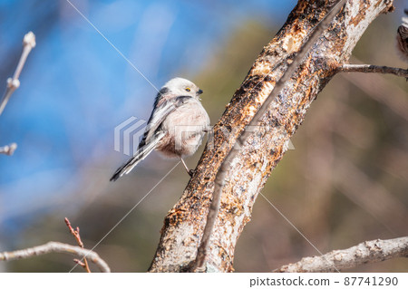 European long-tailed tit, latin name Aegithalos caudatus. A bird sitting on a branch in a deciduous forest. 87741290