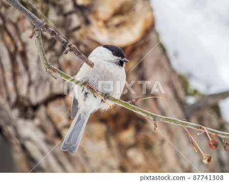 Cute bird the willow tit, song bird sitting on a branch without leaves in the winter. 87741308