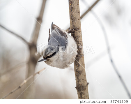 Eurasian nuthatch or wood nuthatch, lat. Sitta europaea, sitting on a tree branch with a blurred background. Eurasian nuthatch or wood nuthatch, lat. Sitta europaea, sitting on a tree branch with a blurred background. 87741309