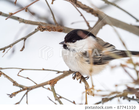 Cute bird the willow tit, song bird sitting on a branch without leaves in the winter. 87741310