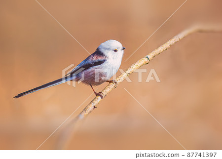 Long-tailed Tit, Aegithalos caudatus on a branch 87741397