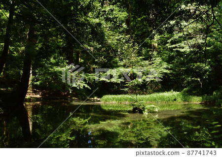 福井縣胜山市平泉寺白山神社御手洗池※拍攝於2020年6月 福井縣胜山市平泉寺白山神社御手洗池※拍攝於2020年6月 87741743