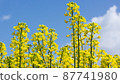 Rape blossoms and blue sky 87741980