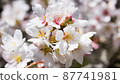 Cherry blossoms in full bloom 87741981